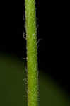 Beaked agrimony